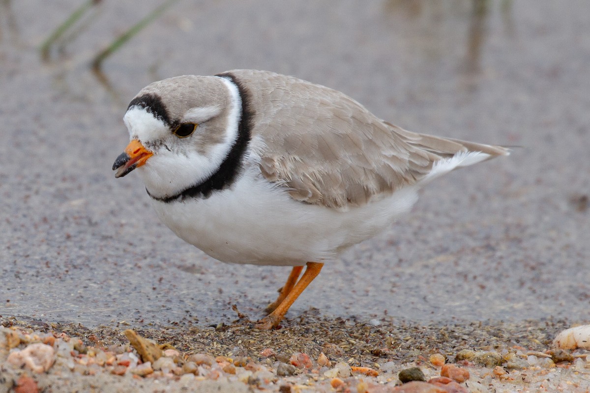 Piping Plover - ML155772581