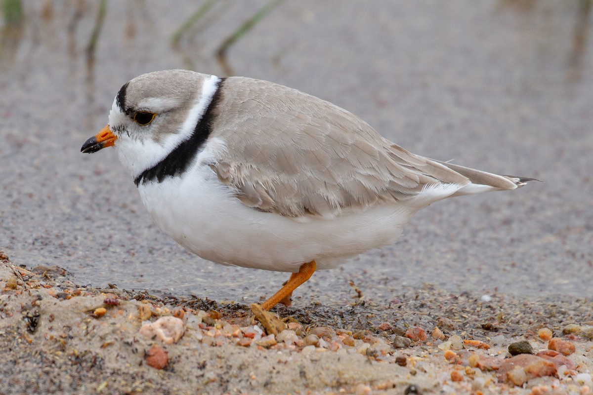 Piping Plover - ML155772591