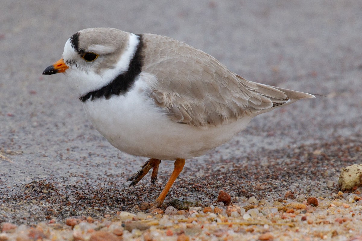 Piping Plover - ML155772601