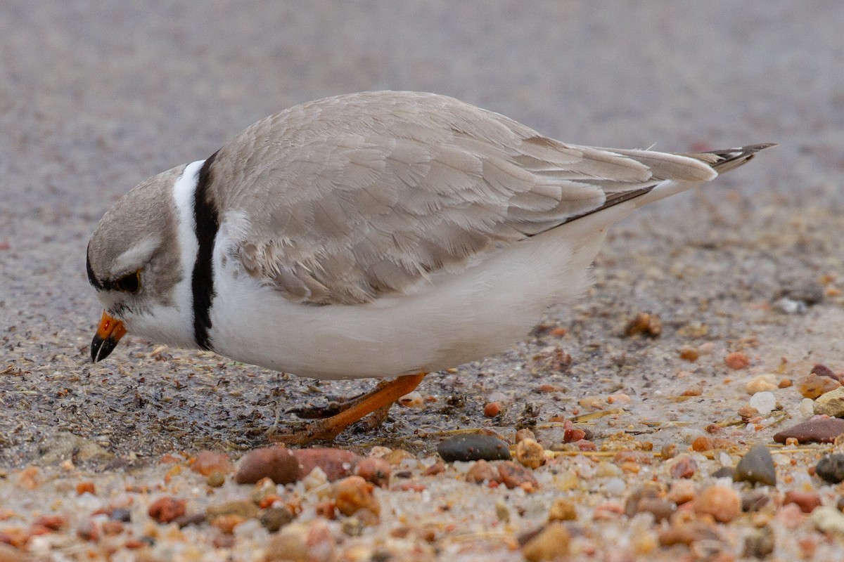 Piping Plover - ML155772621