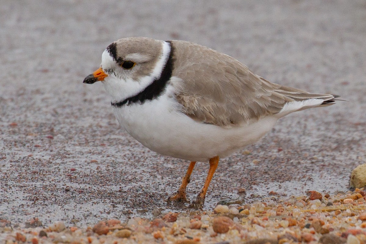 Piping Plover - ML155772631