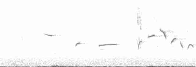 Tüpfelborstenvogel - ML155774131