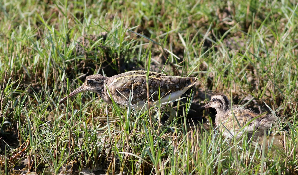 Greater Painted-Snipe - ML155774921