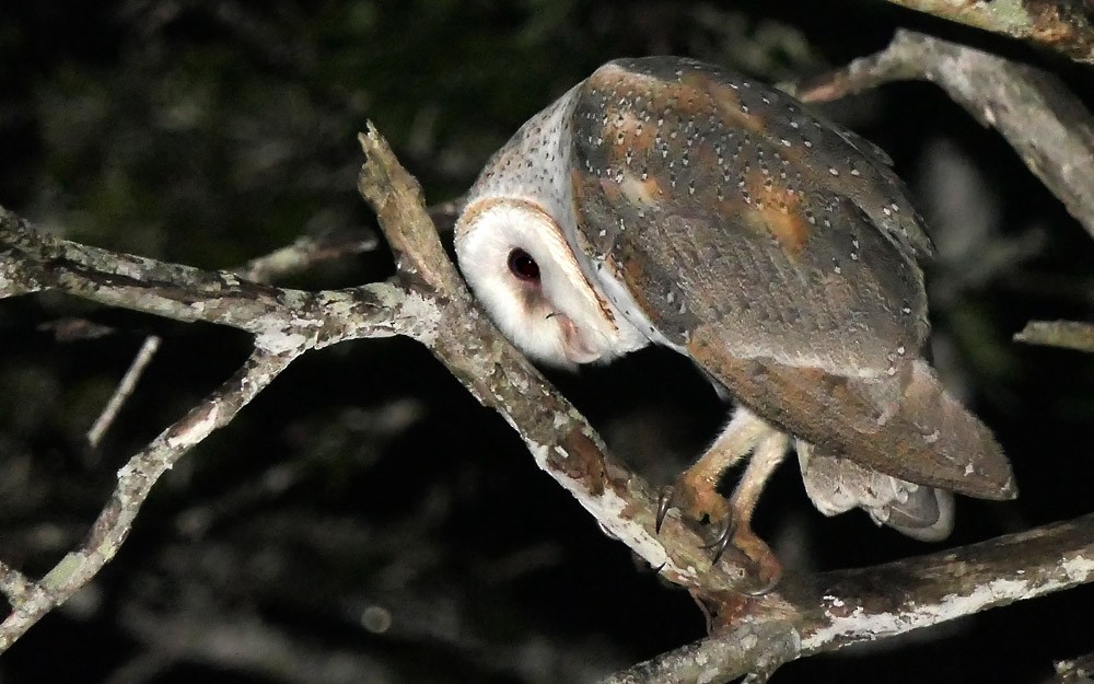Barn Owl - Allan Pratt