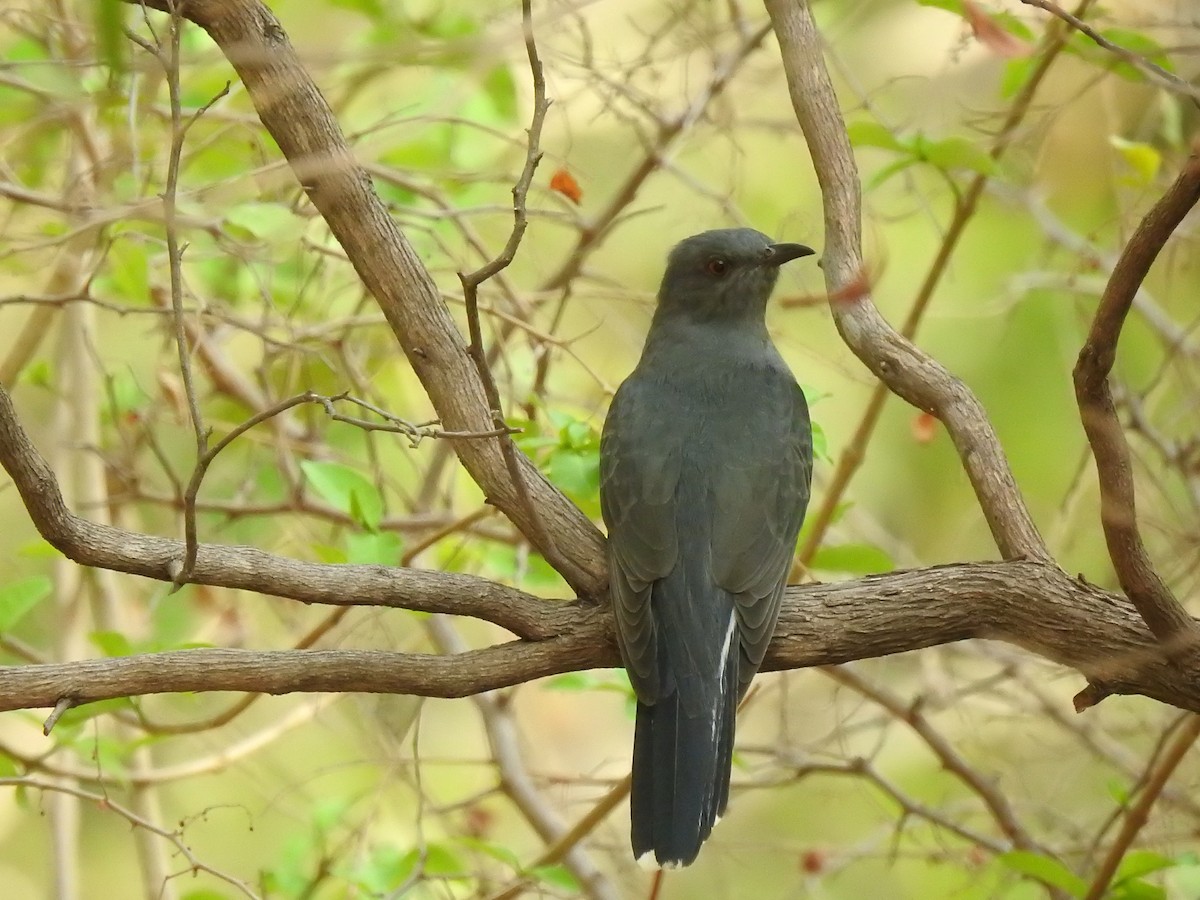 Gray-bellied Cuckoo - ML155778321