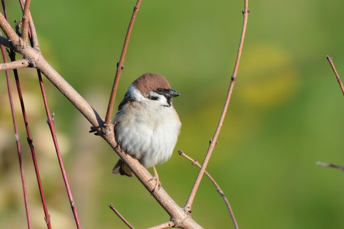 Eurasian Tree Sparrow - ML155779471
