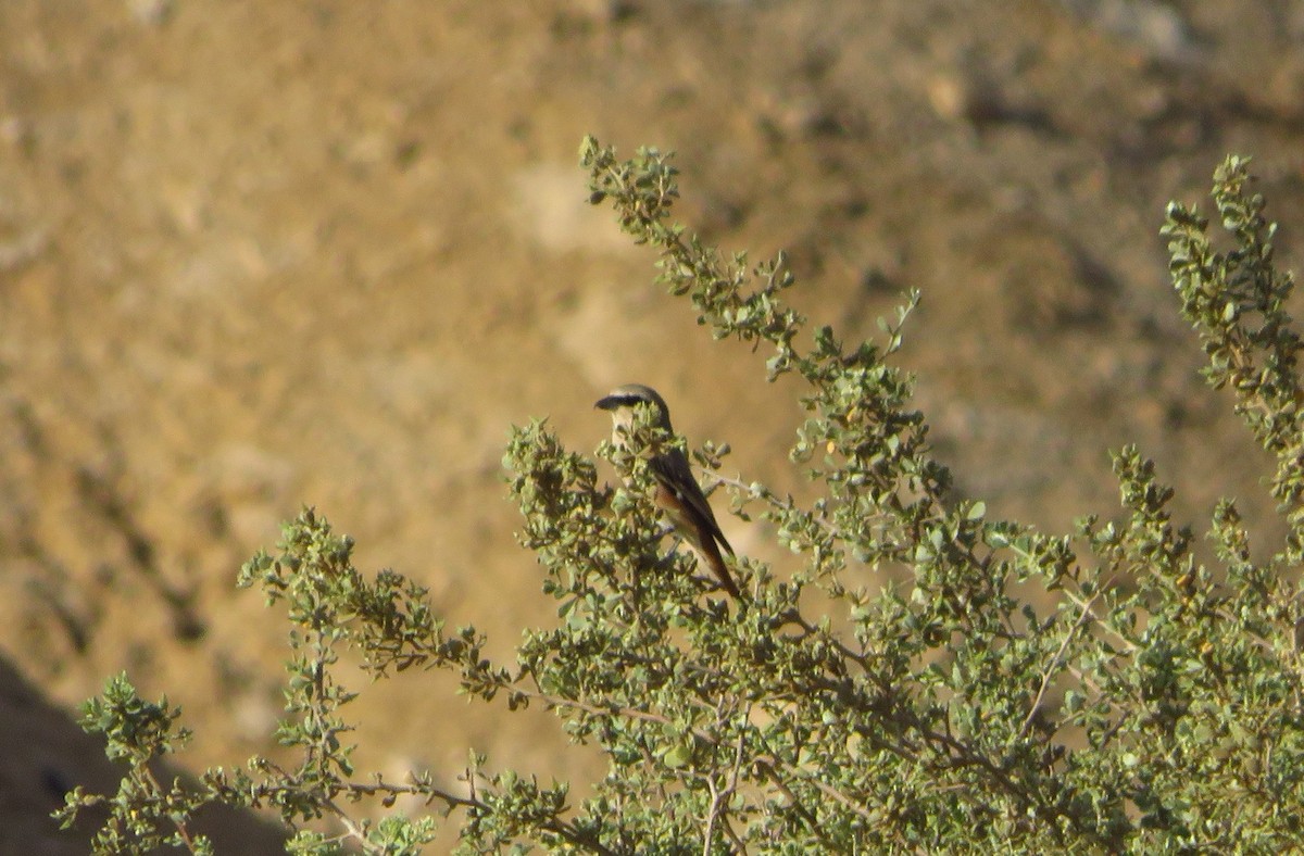 Red-tailed Shrike - ML155781441