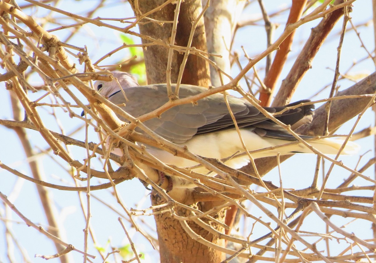 African Collared-Dove - ML155782111