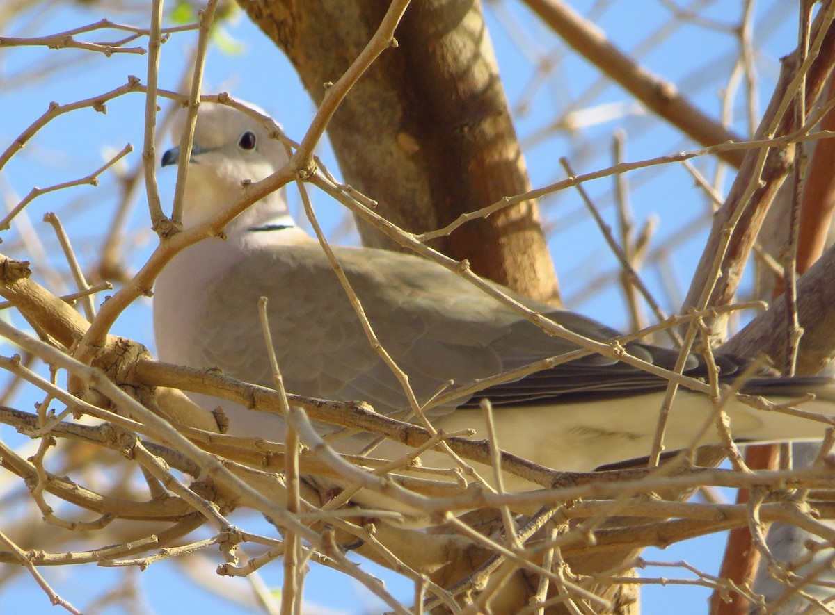African Collared-Dove - ML155782371