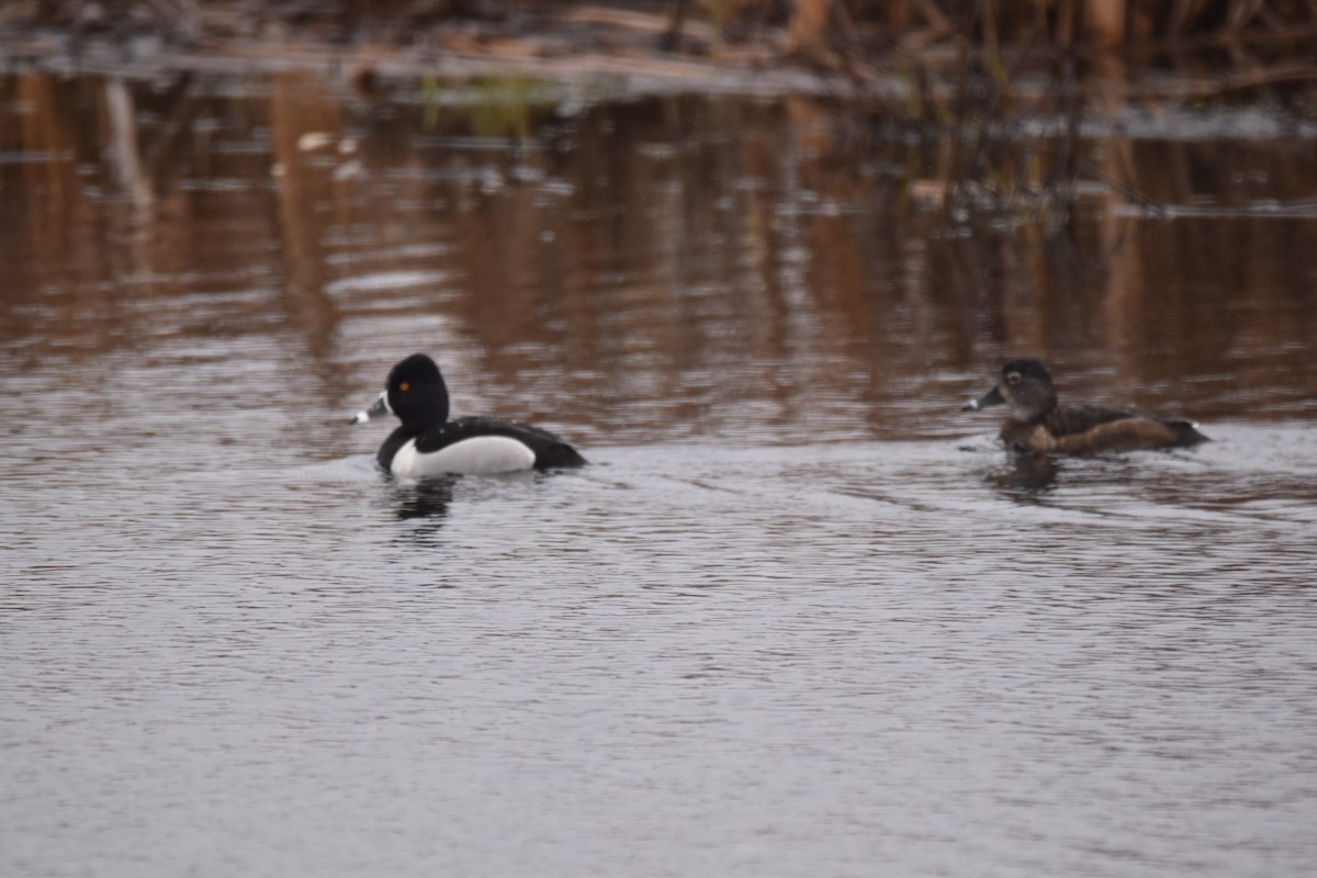 Ring-necked Duck - Ryne Rutherford