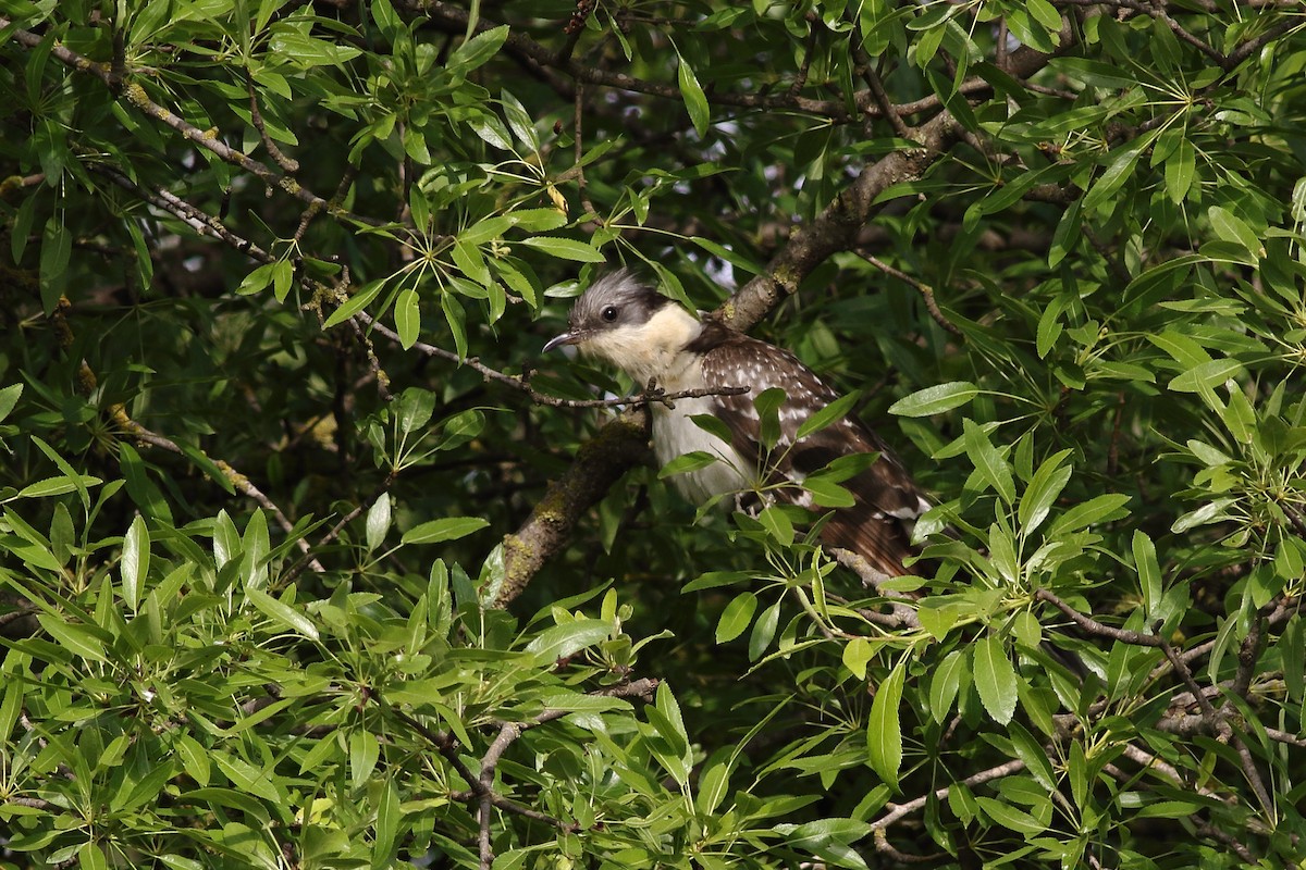 Great Spotted Cuckoo - ML155785781