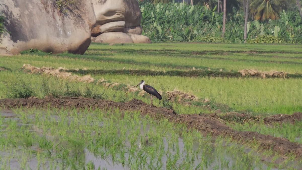Asian Woolly-necked Stork - Siddharth S