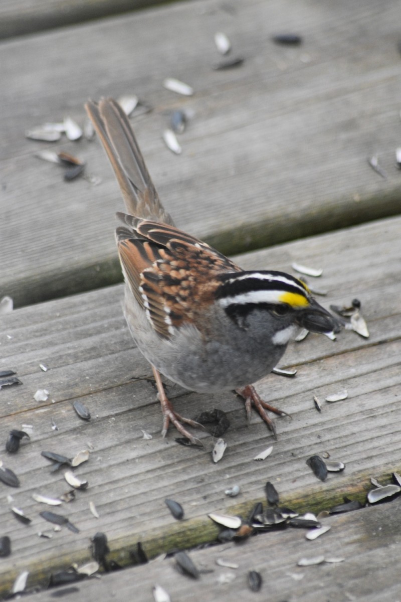 White-throated Sparrow - ML155786861