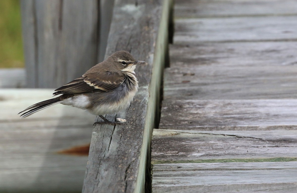 Cape Wagtail - ML155788861