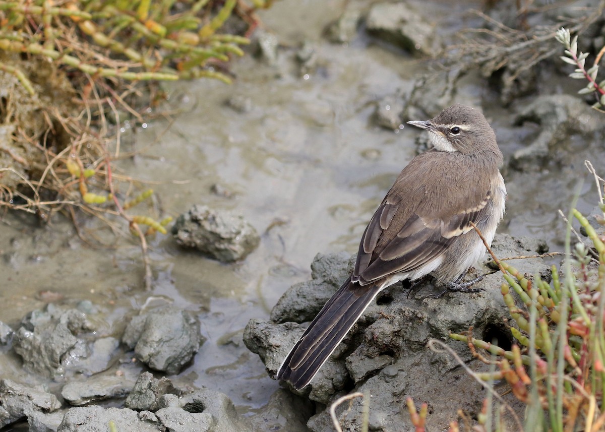 Cape Wagtail - ML155788871
