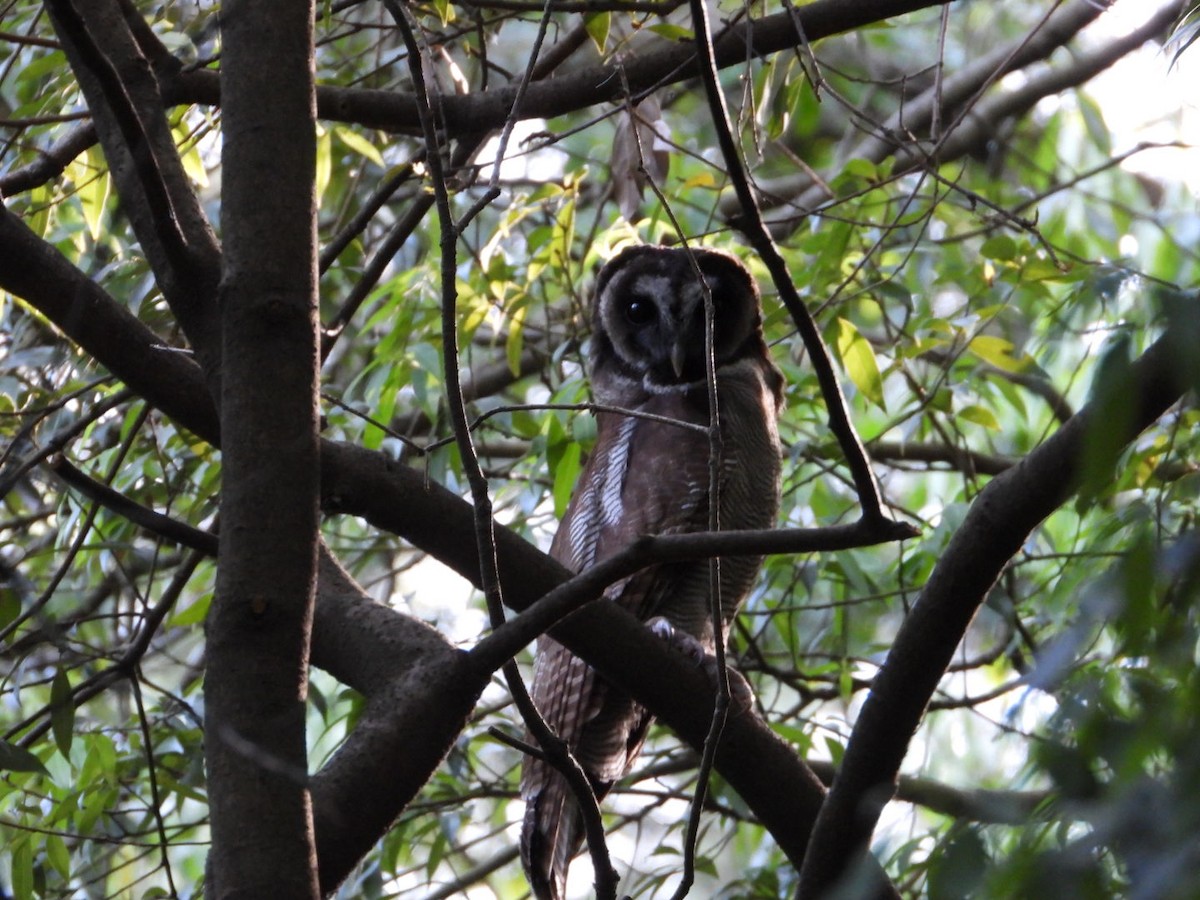 Brown Wood-Owl - Virender Sharma