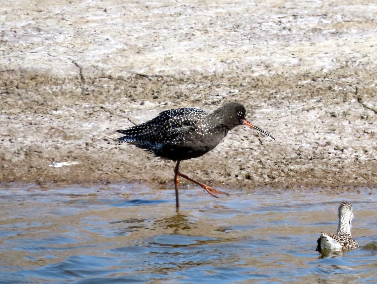Spotted Redshank - ML155790601