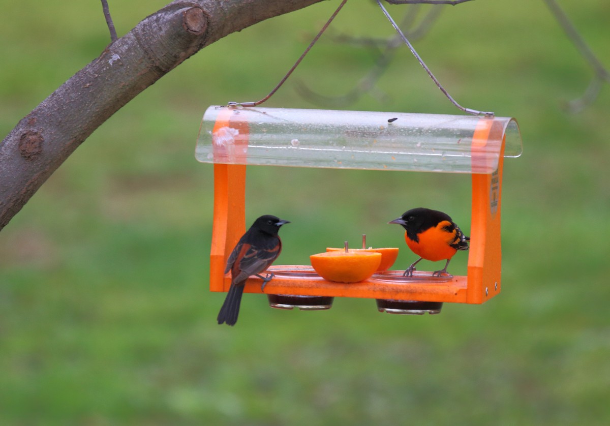 Orchard Oriole - ML155791621