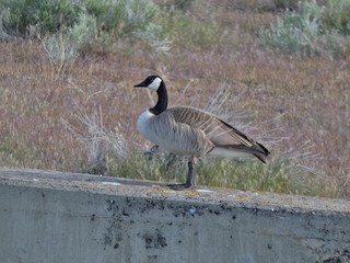 Canada Goose, ML155791701