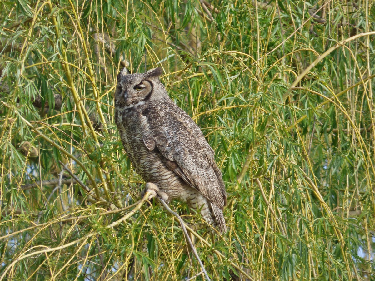 Great Horned Owl - ML155792281