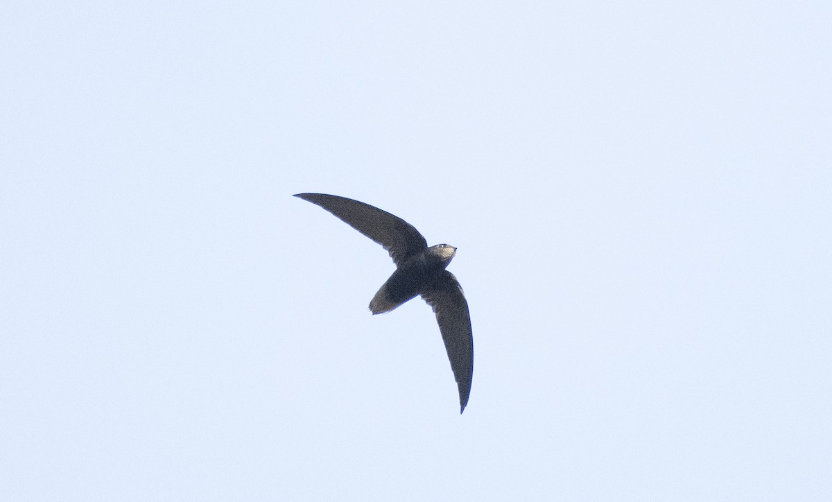 Short-tailed Swift - ML155792631