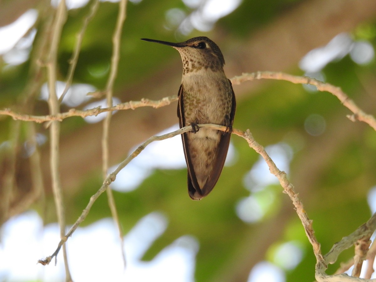 Anna's Hummingbird - ML155793301