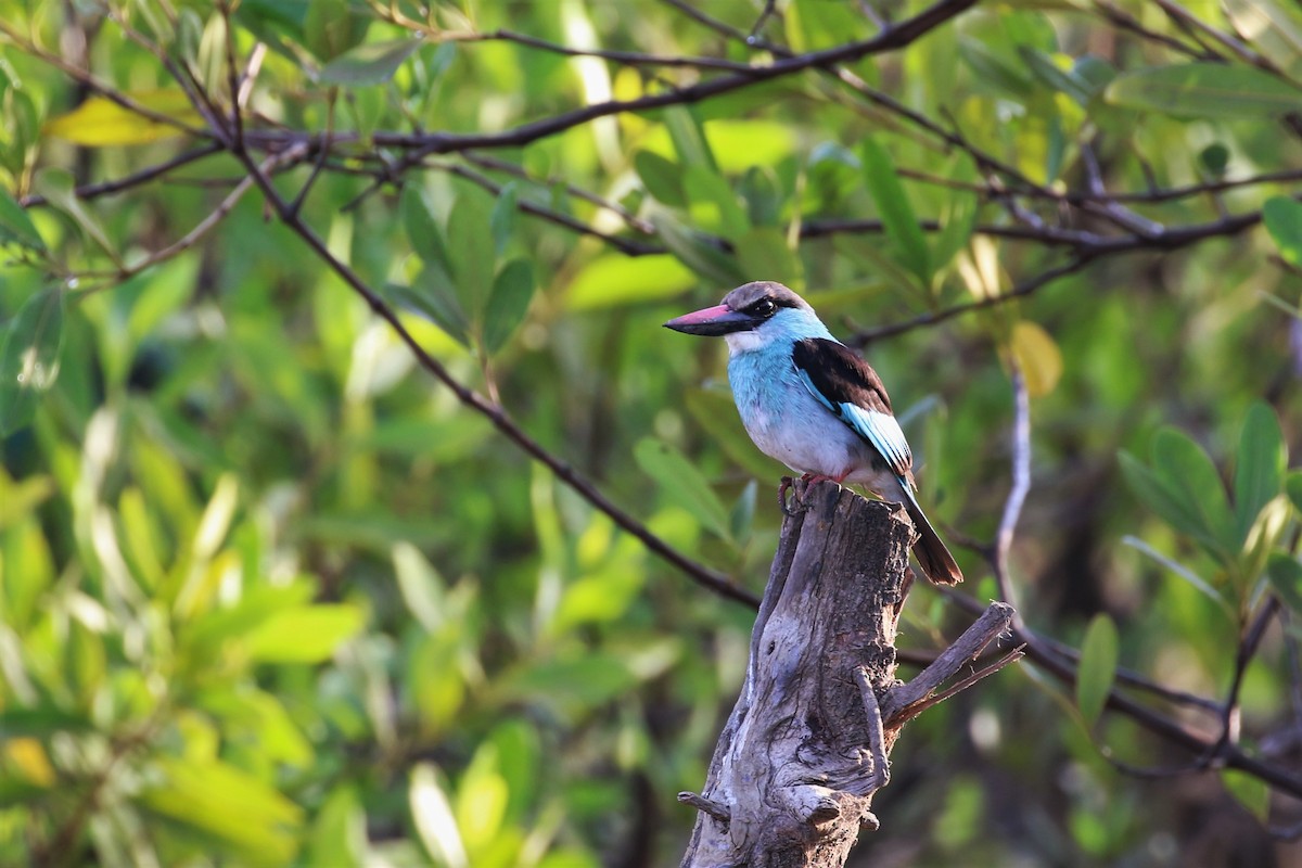 Blue-breasted Kingfisher - ML155797931
