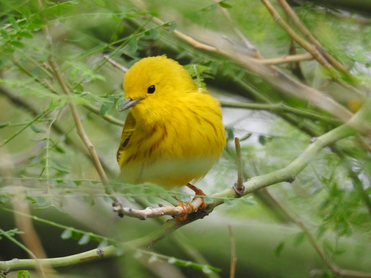 Yellow Warbler - Debbi Senechal