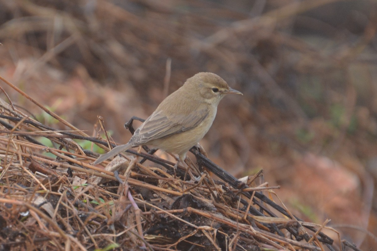 Booted Warbler - Dr George P J