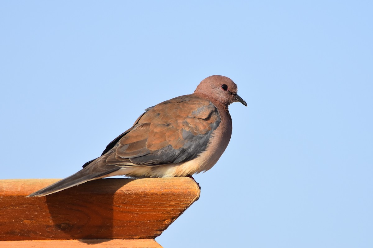 Laughing Dove - ML155805411