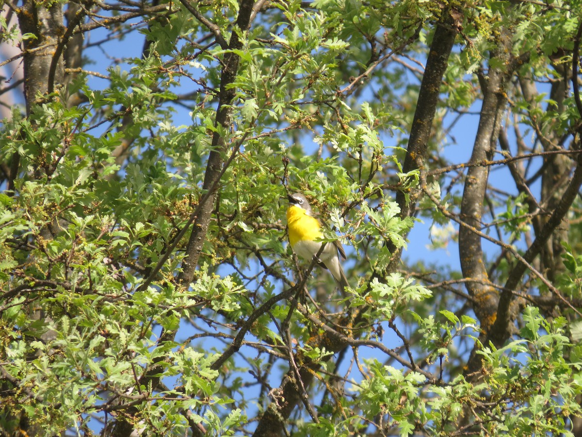 Yellow-breasted Chat - ML155812651
