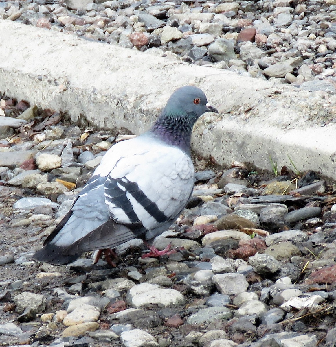 Rock Pigeon (Feral Pigeon) - ML155813601
