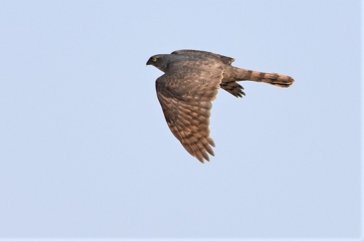 Eurasian Sparrowhawk - ML155813921