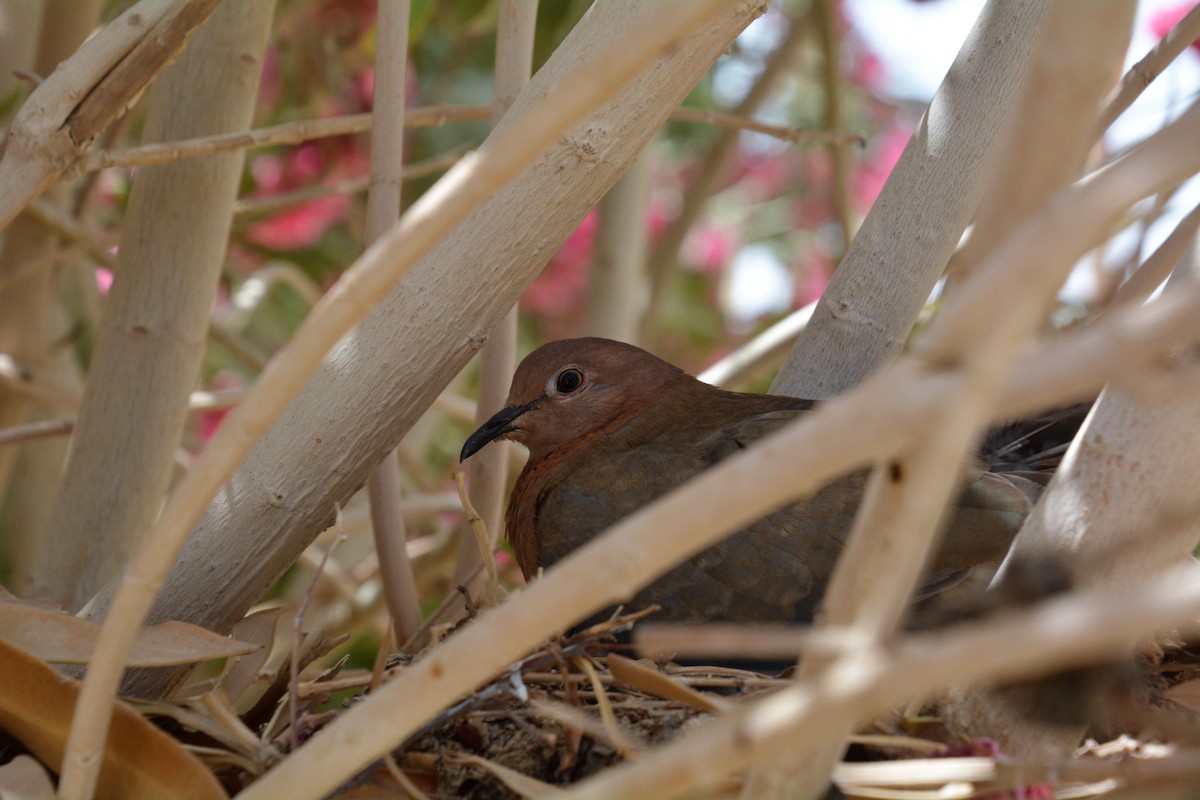 Laughing Dove - ML155814551