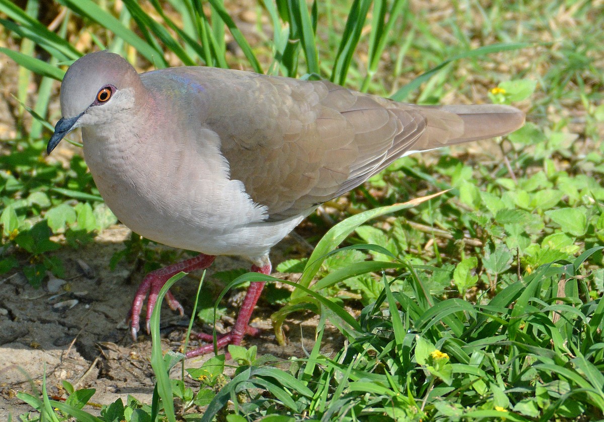 White-tipped Dove - Kenneth Butler