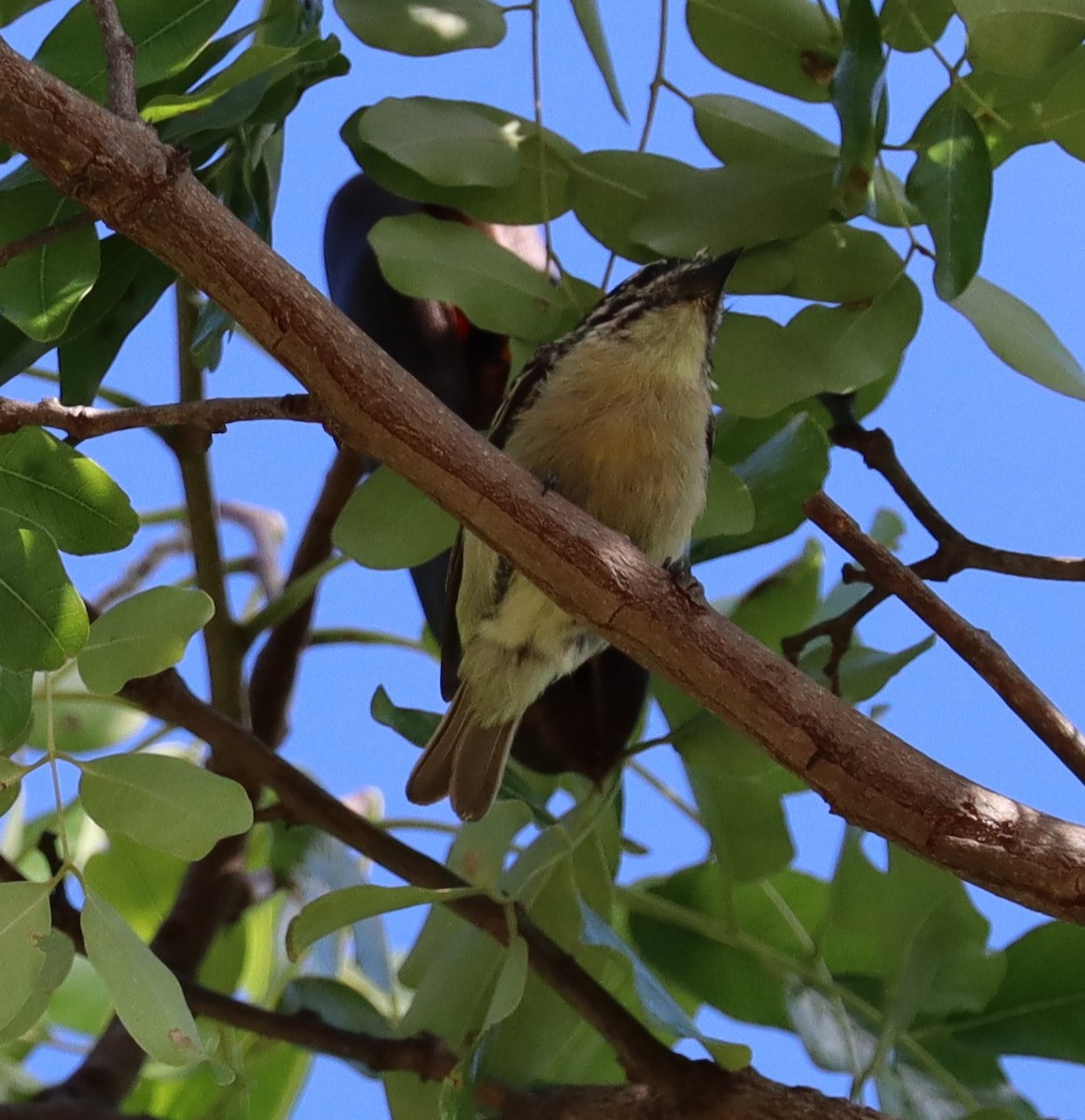 Yellow-fronted Tinkerbird - ML155822191