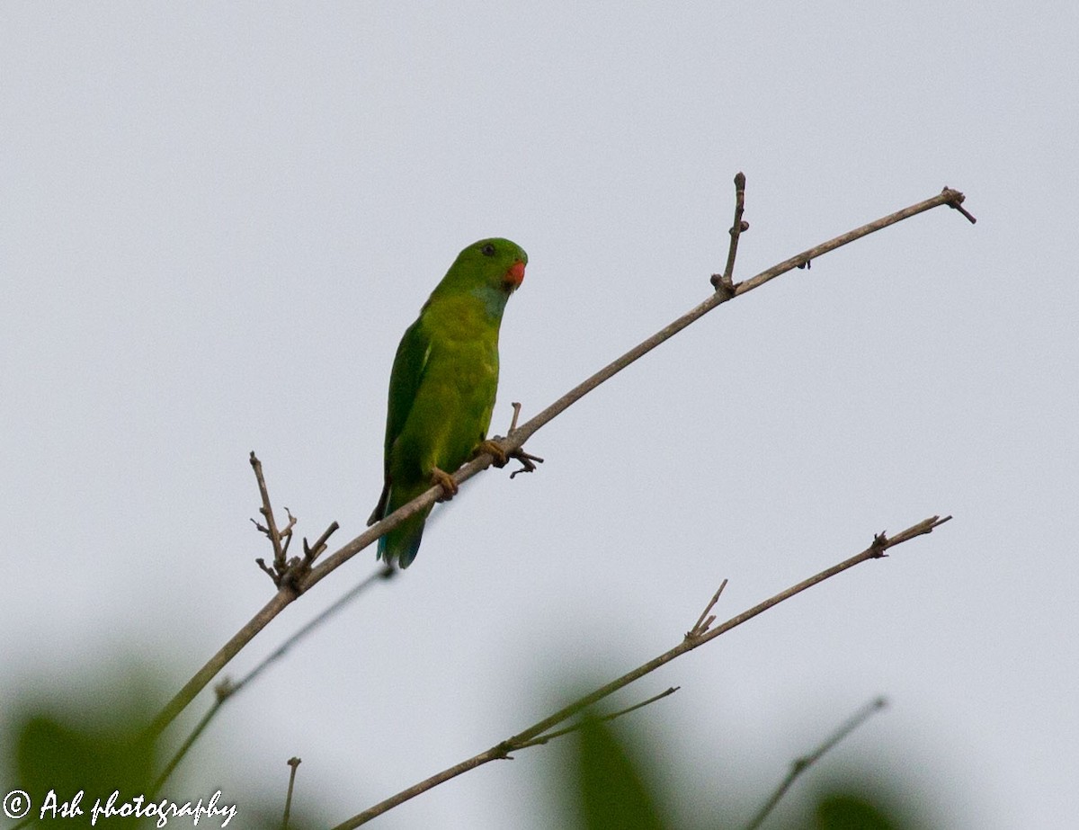 Vernal Hanging-Parrot - Ashwini Bhatt
