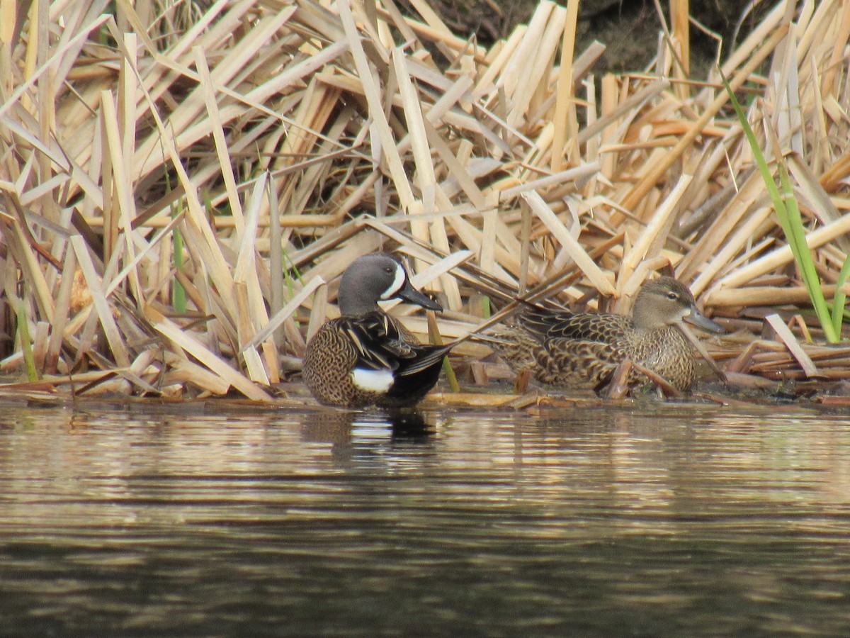 Blue-winged Teal - ML155822981