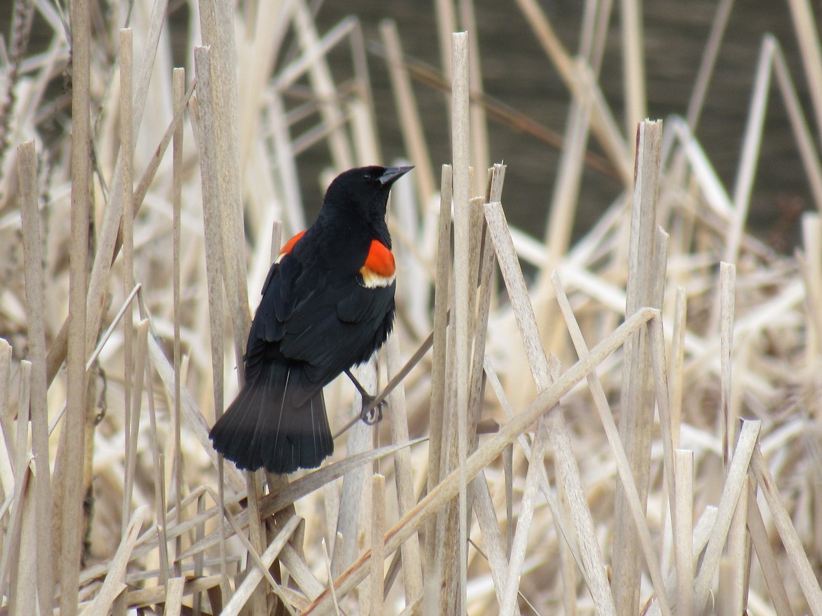 Red-winged Blackbird - ML155823801
