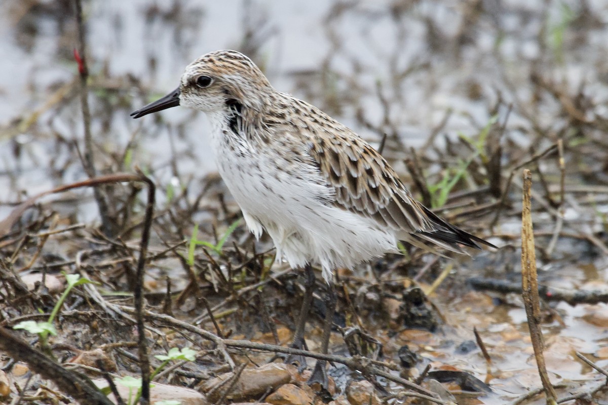 Semipalmated Sandpiper - Andrew Bell