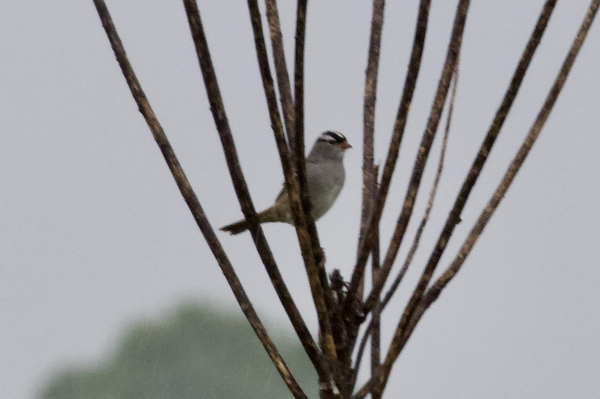 White-crowned Sparrow - Andrew Bell