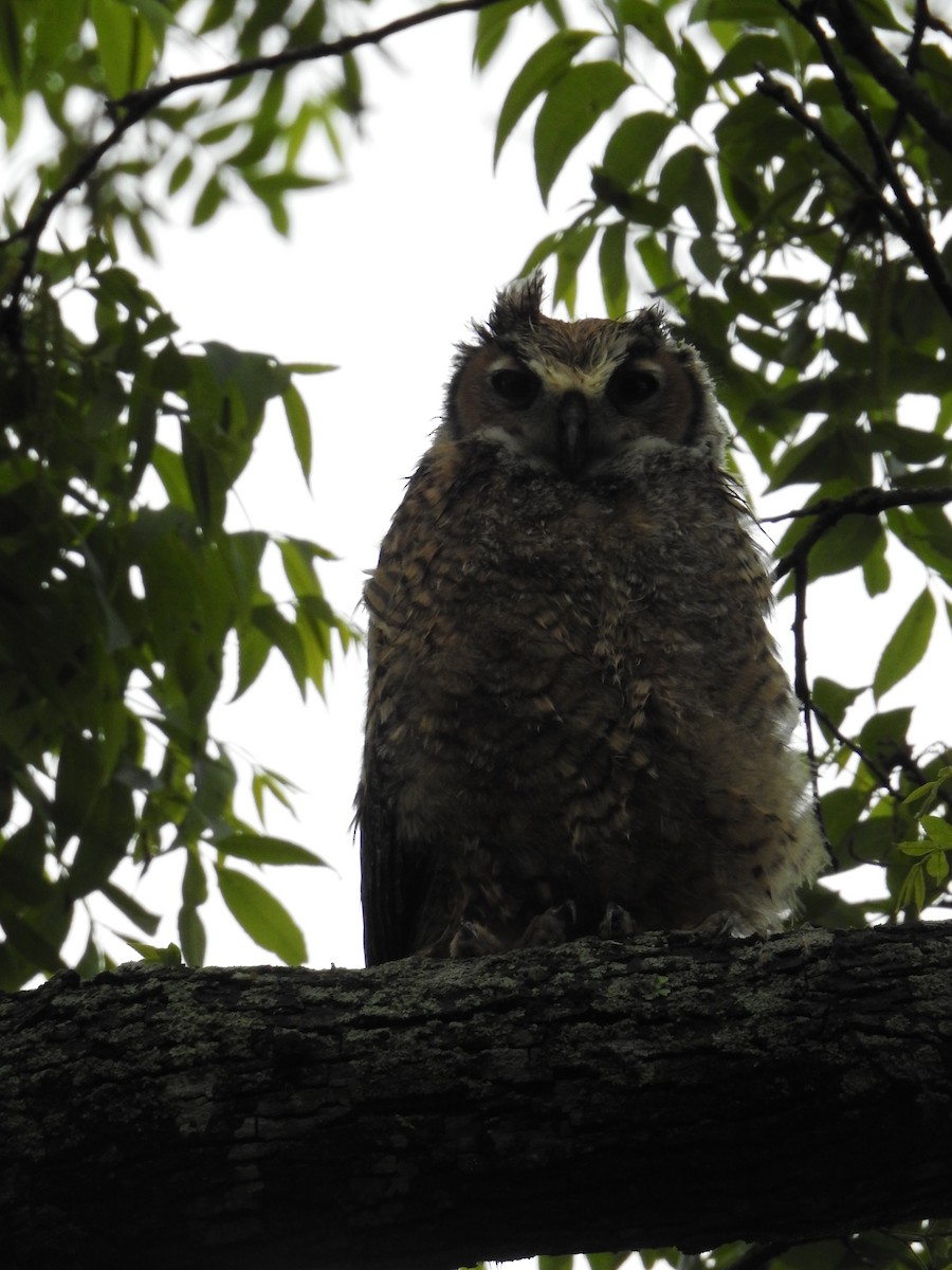 Great Horned Owl - ML155830491