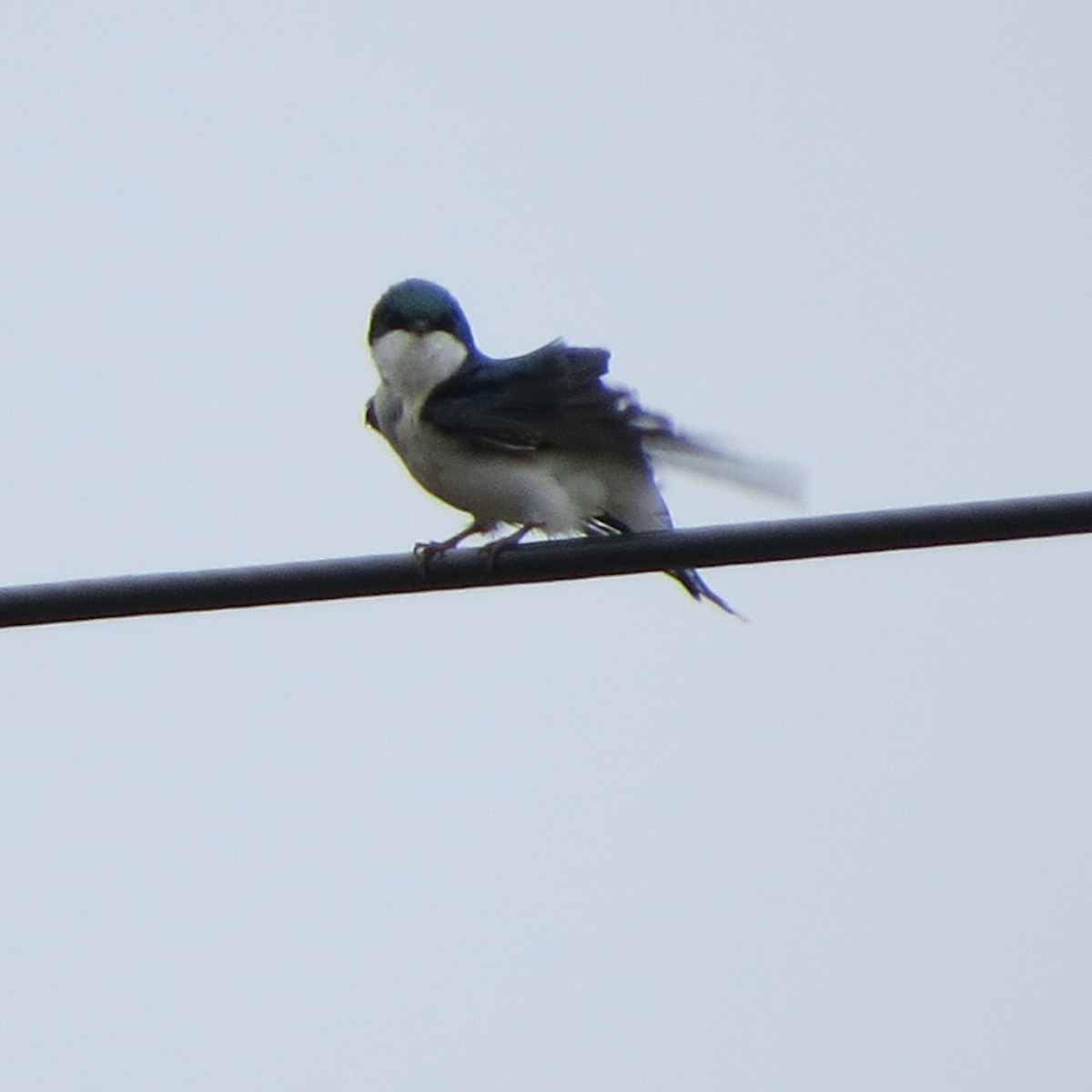 Tree Swallow - Mayte Torres