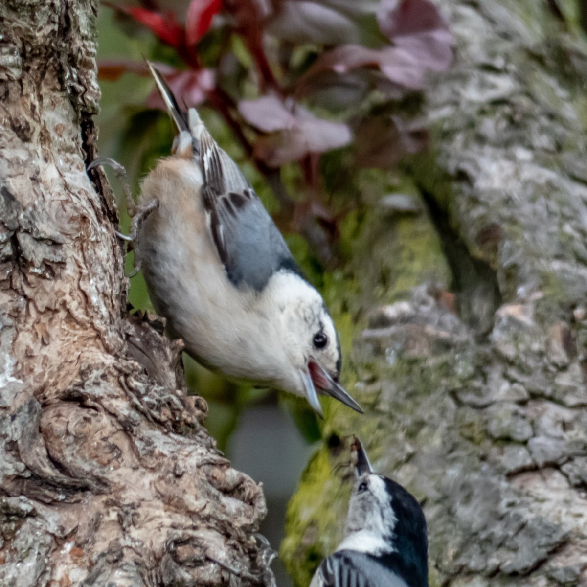White-breasted Nuthatch - Noelle Pelsor