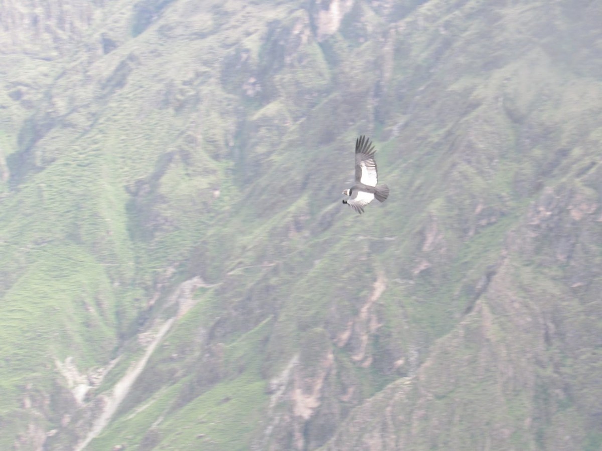 Andean Condor - Robinson Castro Pantoja
