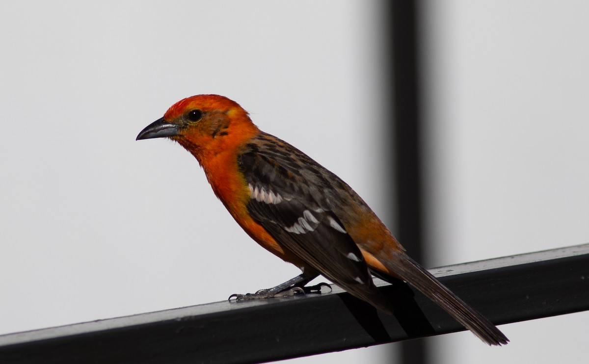 Flame-colored Tanager - ML155834851