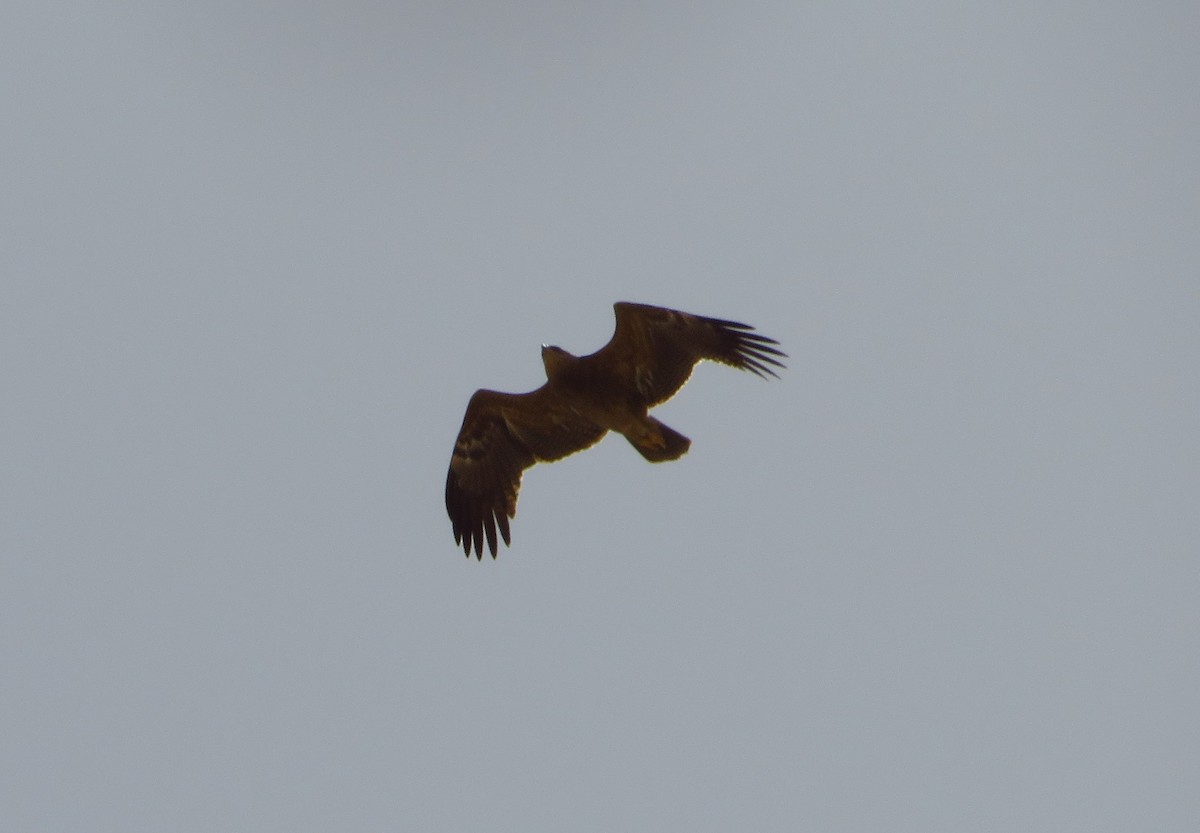Lesser Spotted Eagle - ML155838781