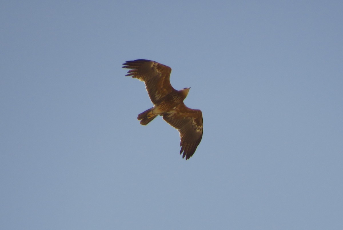 Lesser Spotted Eagle - ML155838801