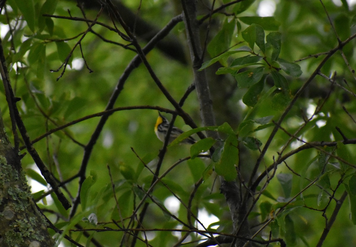 Yellow-throated Warbler - ML155840111