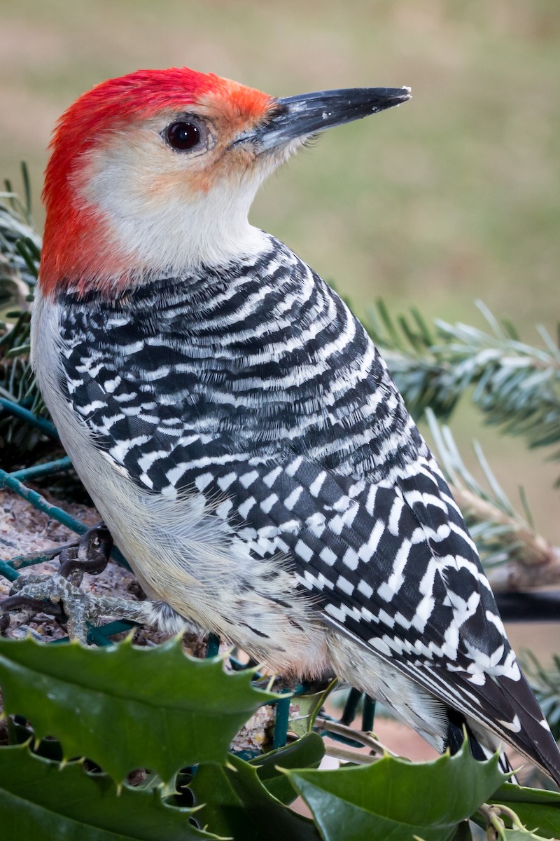 Red-bellied Woodpecker - ML155845851
